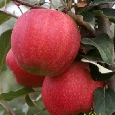 Яблоня ГАЛА ШНИГА в Самохваловичи