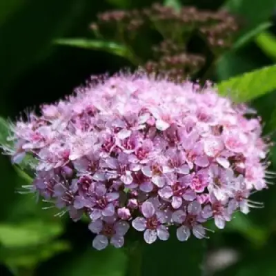 Спирея ПИНК СПАРКЛЕР в Самохваловичи