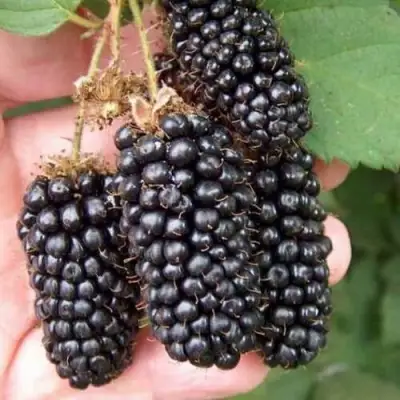 Ежевика ЛОХ НЕСС бесшипная  в Самохваловичи