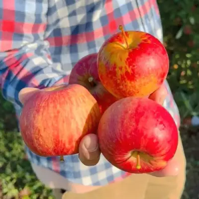 Яблоня КРАСАВИТА в Самохваловичи