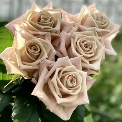 Роза МЕНТА чайно-гибридная в Самохваловичи