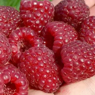 Малина ГИГАНТ РУБИНОВЫЙ в Самохваловичи