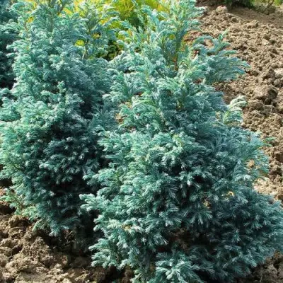 Кипарисовик БУЛЕВАРД горохоплодный в Самохваловичи