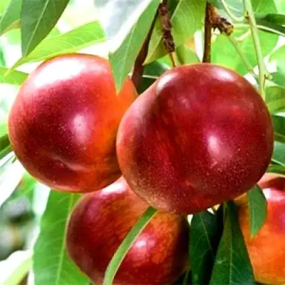 Нектарин СТАРК РЕД ГОЛД в Самохваловичи