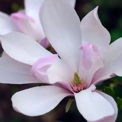 Магнолия ПИНКИ в Самохваловичи