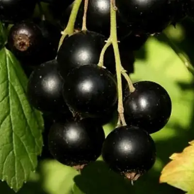 Смородина черная КЛУССОНОВСКАЯ в Самохваловичи