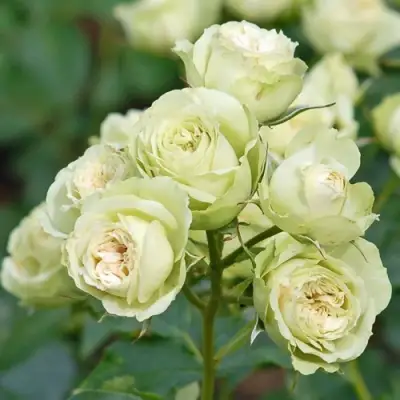 Роза ГРИН ДАЙМОНД миниатюрная в Самохваловичи