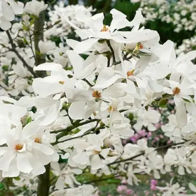 Магнолия ЛЕБНЕРА МЕРРИЛЛ в Самохваловичи