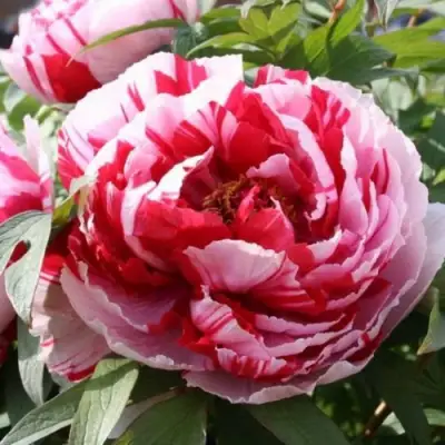 Пион РЕД ВИЗ ПИНК древовидный в Самохваловичи