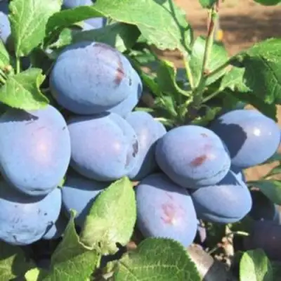 Слива ГИЛЬБЕРТ в Самохваловичи