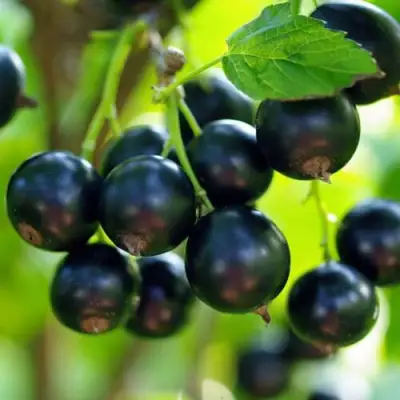 Смородина чёрная ВЕЛОЙ (ЛЕНИНГРАДСКАЯ СЛАДКАЯ) в Самохваловичи