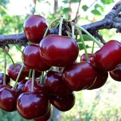 Дюк ЖИВИЦА (ЧЕРЕВИШНЯ) в Самохваловичи