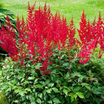 Астильба КОБЛЕНЦ японская в Самохваловичи