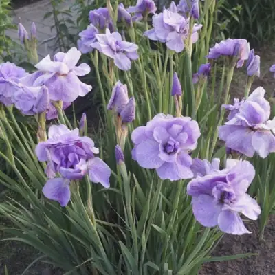 Ирис ИМПЕРИАЛ ОПАЛ сибирский в Самохваловичи