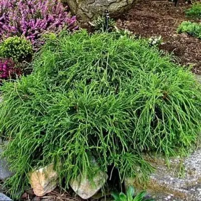 Кипарисовик ФИЛИФЕРА НАНА горохоплодный  в Самохваловичи