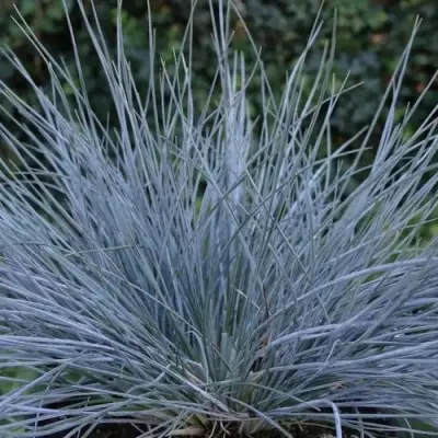 Овсяница АЙСФОГЕЛЬ сизая в Самохваловичи