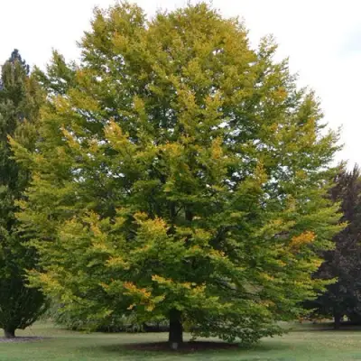 Бук лесной в Самохваловичи