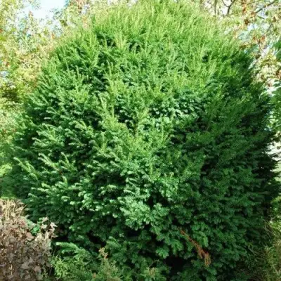 Тис РЕПАНДЕНС ягодный в Самохваловичи