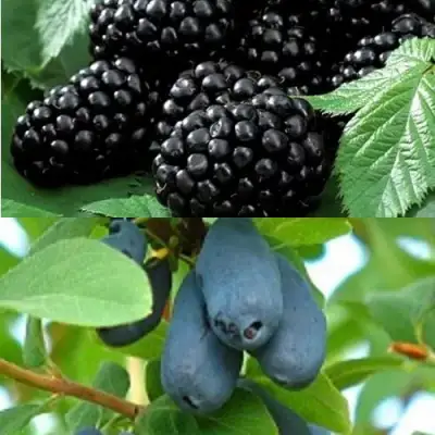 Комплект ЯГОДНЫЙ ДУЭТ в Самохваловичи