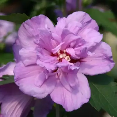 Гибискус АРДЕНС сирийский в Самохваловичи