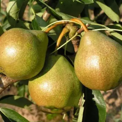 Саженцы груши Веснянка