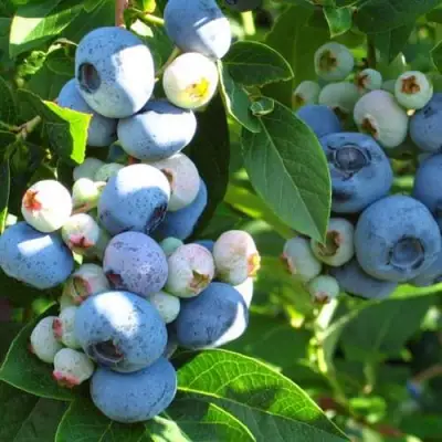 Голубика ДАРРОУ в Самохваловичи