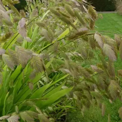 Хасматиум ШИРОКОЛИСТНЫЙ в Самохваловичи