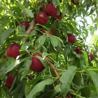 Нектарин ЭКСТРИМ БЬЮТИ в Самохваловичи