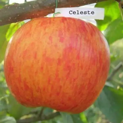 Яблоня ЦЕЛЕСТЕ в Самохваловичи