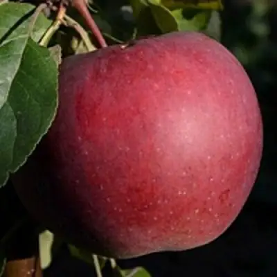 Яблоня БЕЛОРУССКОЕ СЛАДКОЕ в Самохваловичи