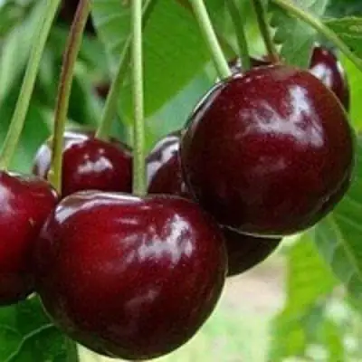 Вишня МИЛАВИЦА в Самохваловичи