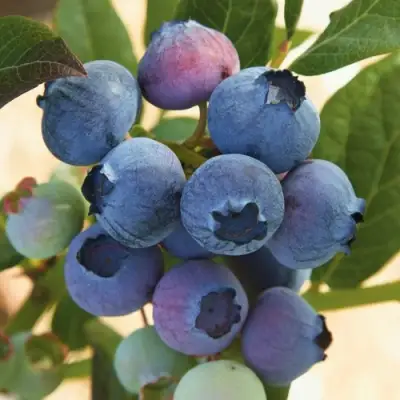 Голубика ОСОРНО в Самохваловичи