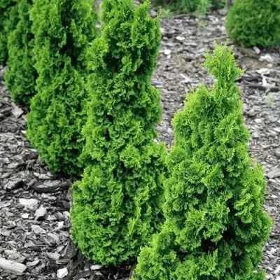 Туя ЗМАТЛИК западная в Самохваловичи