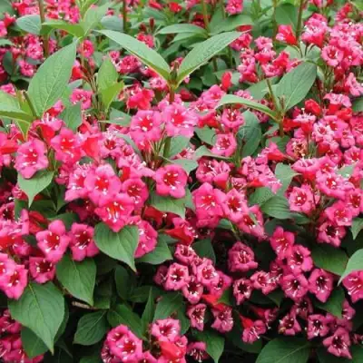 Вейгела БРИСТОЛЬ РУБИ в Самохваловичи