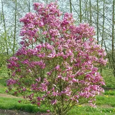 Магнолия СЬЮЗАН в Самохваловичи