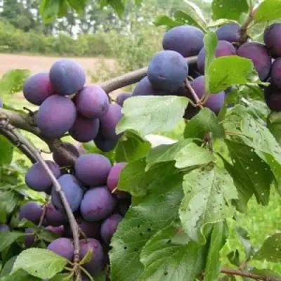 Слива ПЕРДРИГОН в Самохваловичи