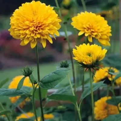 Подсолнечник СОЛЕЙЛ ДЕ ОР в Самохваловичи