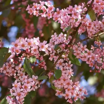 Черемуха КОЛОРАТА в Самохваловичи