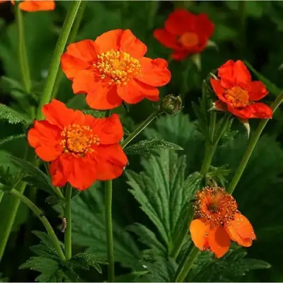 Гравилат БОРИСА в Самохваловичи