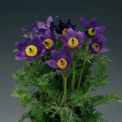 Прострел ПИНВИЛ БЛЮ ШЕЙДЕС в Самохваловичи