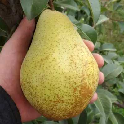 Груша ГЕНЕРАЛ ЛЕКЛЕРК в Самохваловичи