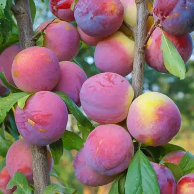 Слива КОЛОННОВИДНАЯ в Самохваловичи