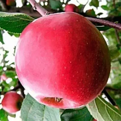 Яблоня КОВАЛЕНКОВСКОЕ в Самохваловичи