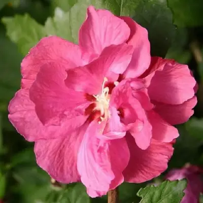 Гибискус ДЮК ДЕ БРАБАНТ сирийский  в Самохваловичи