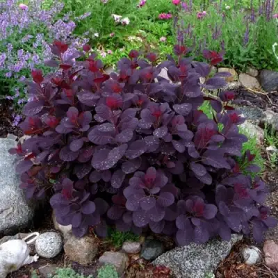 Скумпия РОЯЛ ПЕРПЛ кожевенная в Самохваловичи