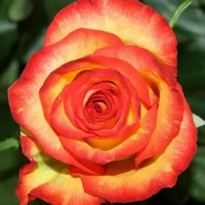 Роза ХАЙ МЭДЖИК чайно-гибридная в Самохваловичи