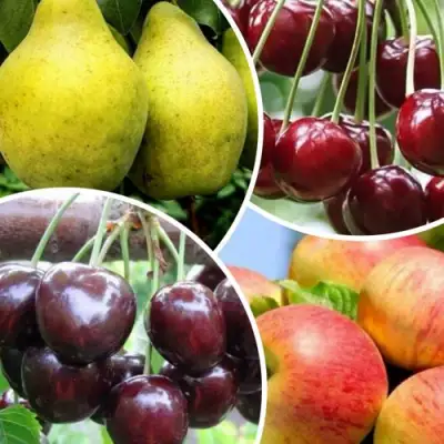 Комплект НАСЛАЖДЕНИЕ в Самохваловичи