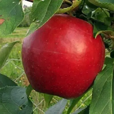 Яблоня РЕДФРИ в Самохваловичи