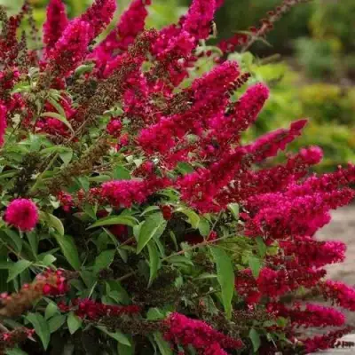 Буддлея давида РОЯЛ РЕД в Самохваловичи