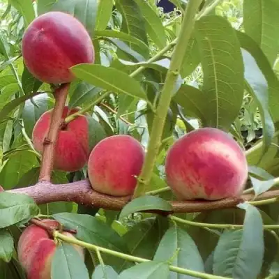 Персик КИЕВСКИЙ РАННИЙ в Самохваловичи